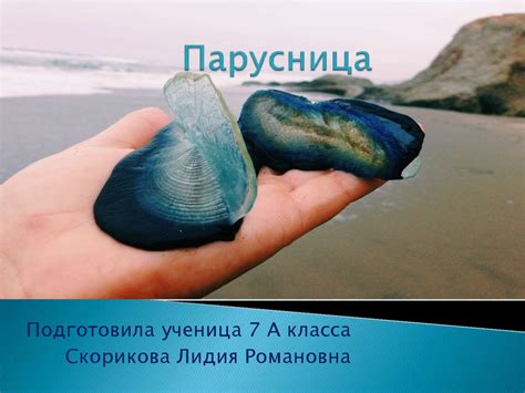 Парусница или парусник - презентация онлайн