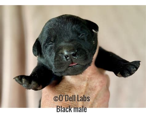 American-Structures - FB#80 20X25X10 GARAGE VERTICAL ROOF 2 8X8 ROLL UP