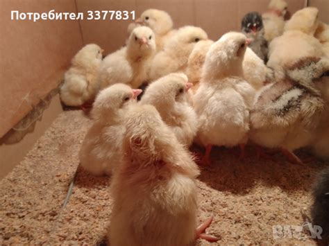 Пиленца на ден и на 1 месец в Кокошки и пуйки в гр. Карлово ...