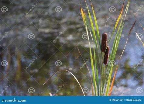 Planta Do Junco Fotos De Stock - Baixe 2,467 Fotos Royalty Free
