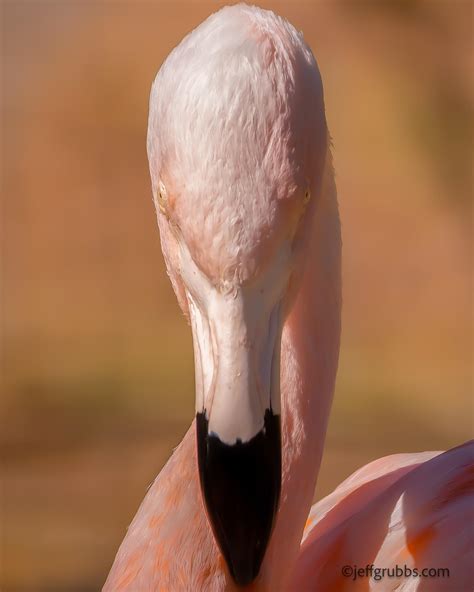 Birds Facing Forward