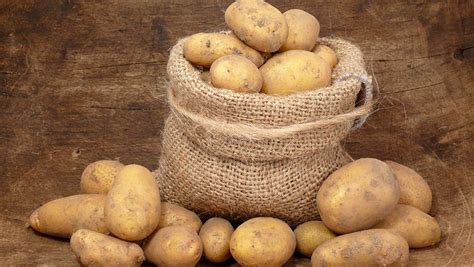 Уникальный сорт картофеля Уника – Энциклопедия домовладельца