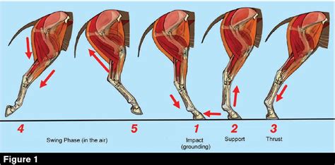 hind  geometry improves performance  balance