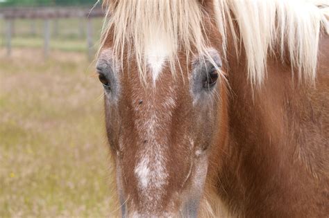 Solve the Senior Horse Feed Equation (Hay, Grain, etc.) - Horse Rookie