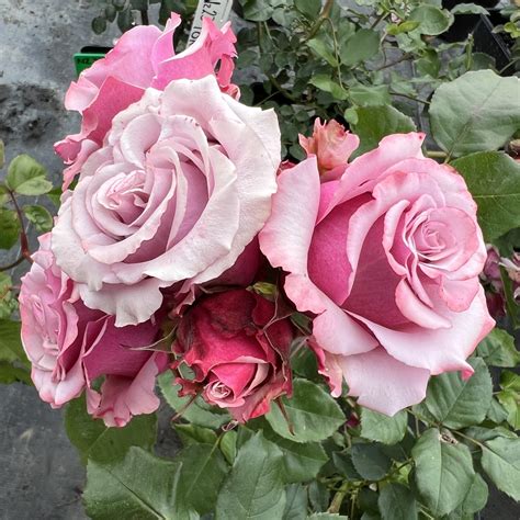 Hazel Rose | Mauve/Pink Floribunda Rose | Style Roses