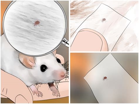 Can Dogs Get Rid Of Mice at Bethany Hammer blog