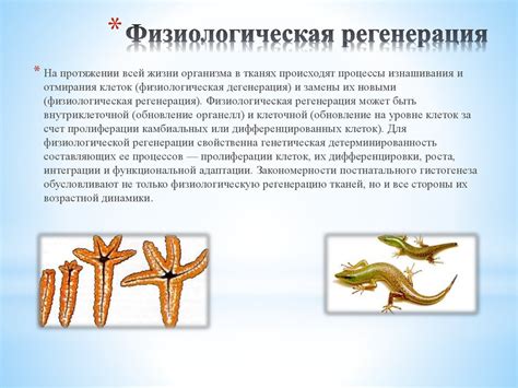 Регенерация тканей. Репаративная и физиологическая регенерация ...