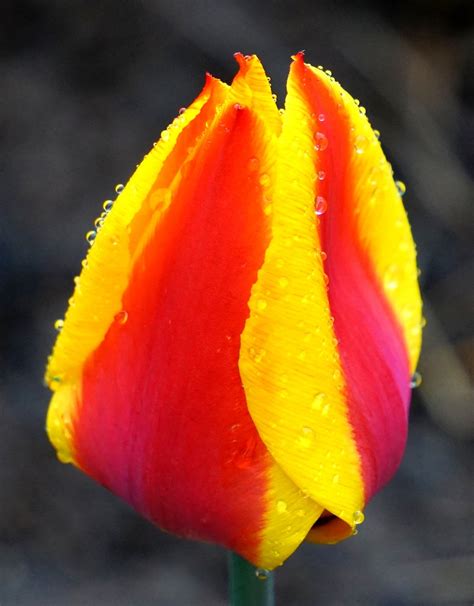 Tulip Blossom Bloom - Free photo on Pixabay - Pixabay