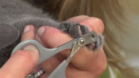 The Purr-Fect Trim: A 5-Step Guide To Cutting Your Cat's Nails Safely