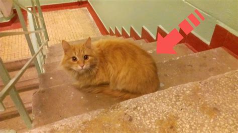 Хозяева выбрасывали кота в подъезд! Я решил их проучить за это, такого ...