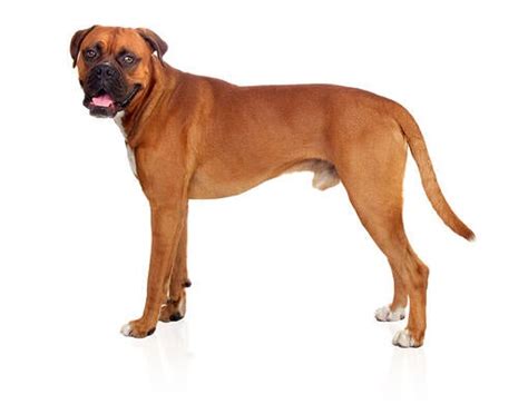 boxer dog breed profile information dog breeds boxer purina