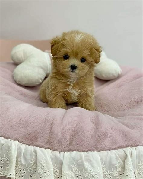 Teacup yorkie puppies for sale – Artofit