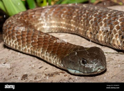 Highly venomous Australian Eastern Tiger Snake Stock Photo - Alamy