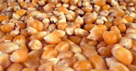 corn kernels stock video footage