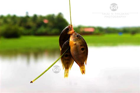 Etroplus maculatus Kerala Pallathi Fish by Taiju Thilakan - Photo ...