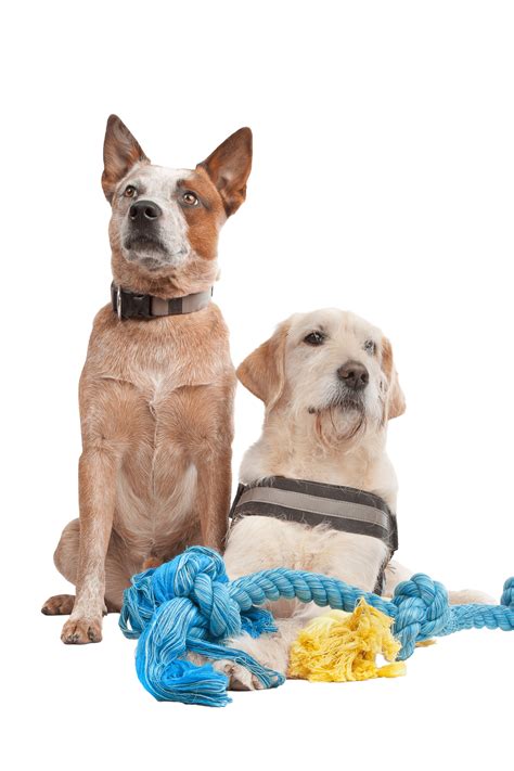 Labrador And Australian Cattle Dog Two Animals, Two Animals, Australian