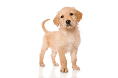 Mini Golden Retriever Cocker Spaniel Mix For Sale at Kathaleen