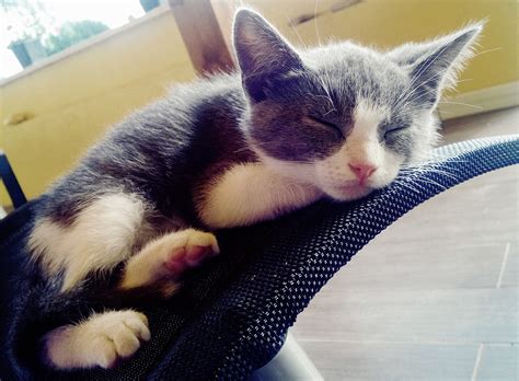 Cat Kitten Pussy - Free photo on Pixabay - Pixabay