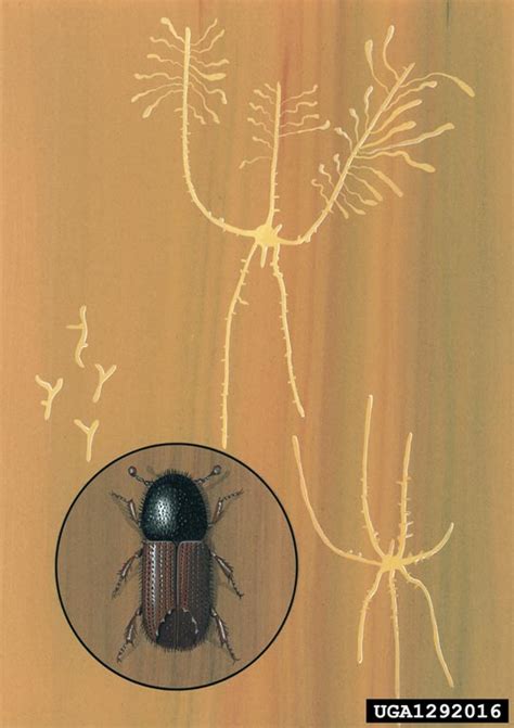 Atlas/Ips acuminatus - Bugwoodwiki