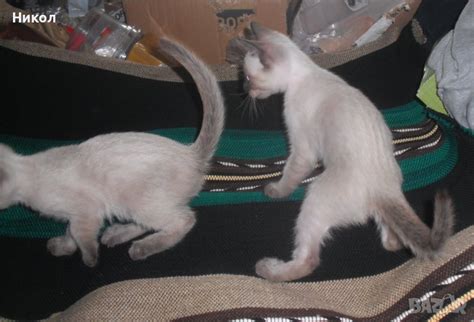 Сиамско Коте в Сиамска в гр. Стара Загора - ID42829521 — Bazar.bg