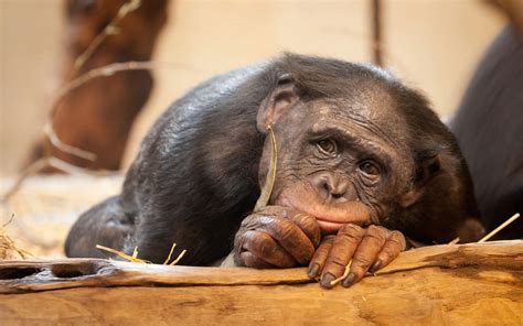 Download wallpaper 1920x1200 ape, face, eyes, sadness widescreen 16:10 ...