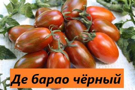Дебарао черный | Томат. Рассада овощей с открытой корневой системой