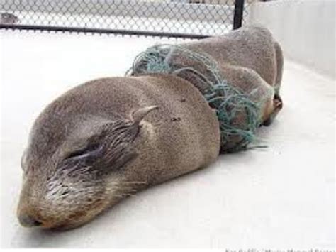 copy     avoid harming ocean animals