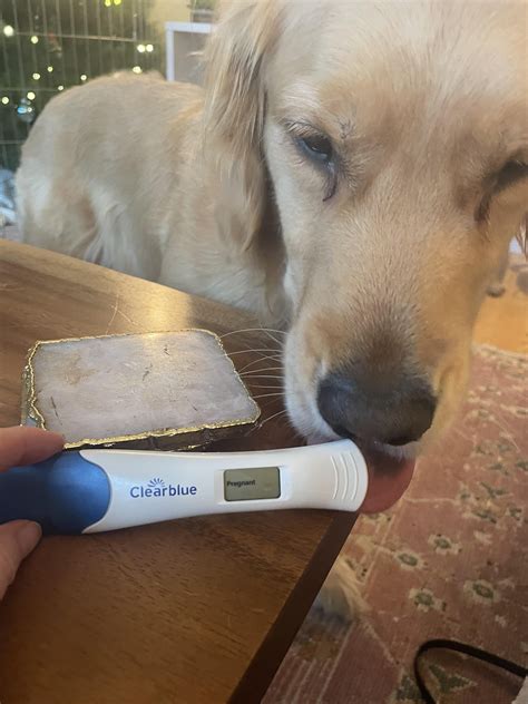Update with my BFP 13 DPO! Clear blue and FRER : r/TFABLinePorn