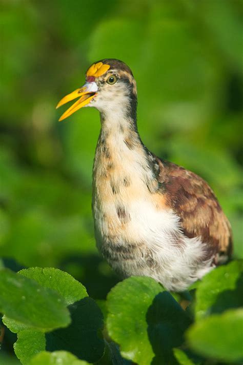 Northern Jacana Jacana Spinosa Chick Photograph by Panoramic Images