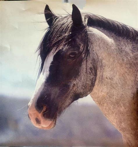 Pin on Horse Color Galore: Roan: Mustang | Wild horses photography ...