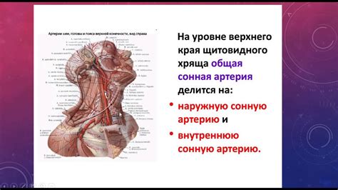 ТОПОГРАФИЯ ПРАВОЙ И ЛЕВОЙ НАРУЖНЫХ СОННЫХ АРТЕРИЙ, ИХ ОТЛИЧИЕ ...
