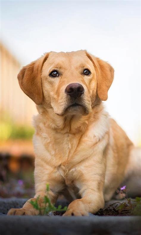 Tải xuống APK Labrador Retriever Wallpapers Full HD cho Android