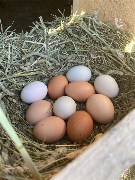 1 Dozen Pasture Raised Chicken Eggs - Project Farm Stand