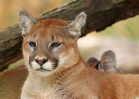 Young Puma Portrait by Jack-13 on DeviantArt