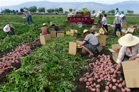 Adaptable, productive Unica: a potato for farmers around the world