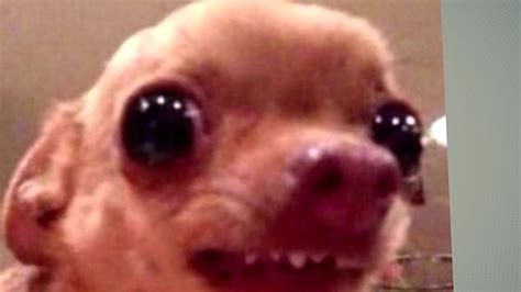 Создать мем "популярный мем с животным, мем с собакой, doggo ...