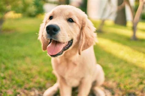 FunnyLand: 7 tips to manage Golden Retriever shedding