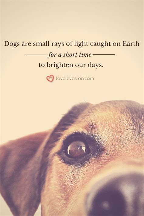 short pet loss quotes and poems - Trinidad Mead