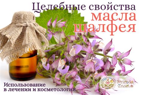Масло шалфея: свойства и применение, использование для ухода за лицом и ...
