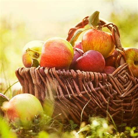 Apples 101: A guide to fall’s favorite fruit | My Vanderbilt Health