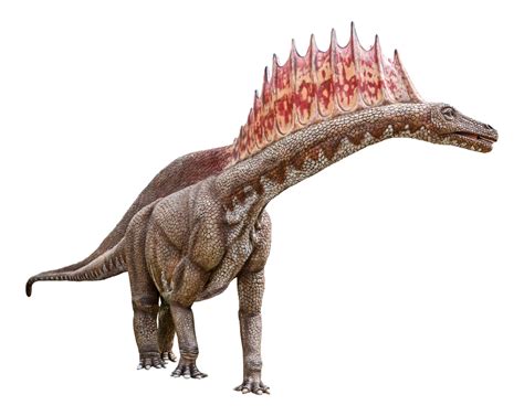 Brontosaurus Fossil