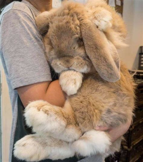 Tiny rabbit is obsessed with giant girlfriend who s 4 times his size ...