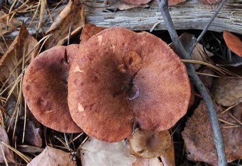 Груздь камфорный: Млечник камфорный (Lactarius camphoratus) фото и описание