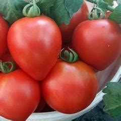Томат Клубничное дерево - отзывы о сорте, описание, фото