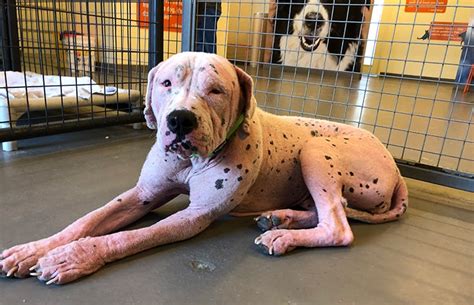 how to treat dog mange