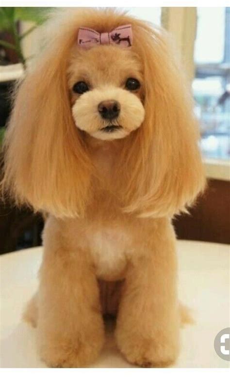 Pin by Loginova Larisa on Пудель | Dog haircuts, Toy poodle haircut ...