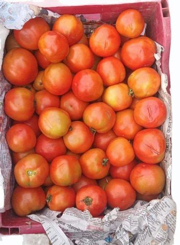 hybrid tamato quality tamatar  kg  ajmer id