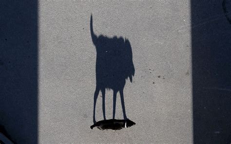 Un'ombra - Il Post