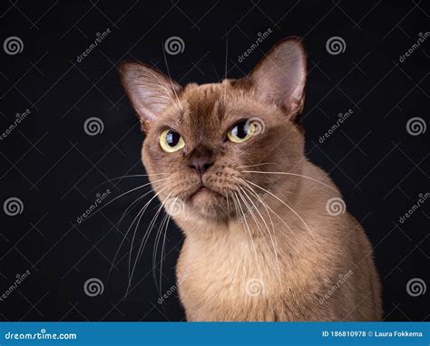 Portrait Of A Burmese Cat On Black Stock Photo | CartoonDealer.com ...