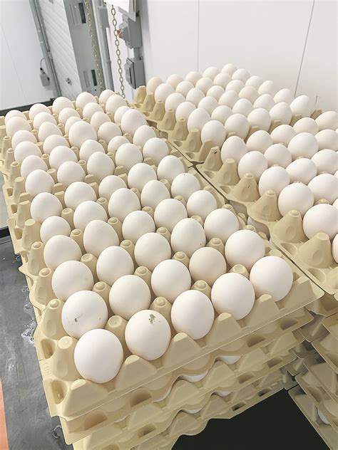 Chickens, egg production seen at ‘beak level’ | The Western Producer